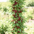 Вишня колоновидная Ашинский гибрид № 1