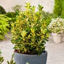 Бересклет засухоустойчивый Форчуна Санспот № 1