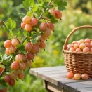 Крыжовник канадский мягкошипный Пакс № 3