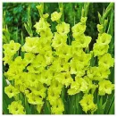 Гладиолус гофрированный Грин Стар № 1