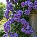 Роза плетистая Блю № 1