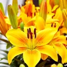 Лилия азиатская горшечная Голден Джой № 3