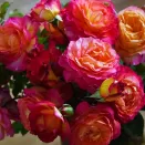 Роза флорибунда Ле Рози де ля Мемуар № 2