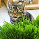 Зеленые витамины для любимых кошек Семена Алтая № 2