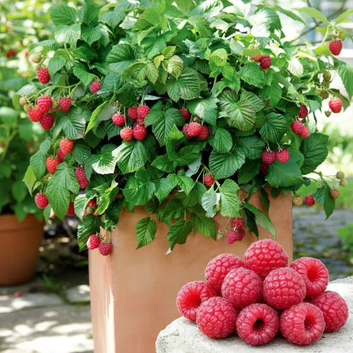 Малина карликовая Бонбонберри Ямми