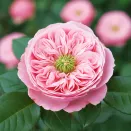 Роза чайно-гибридная Нортенгерское Аббатство № 2