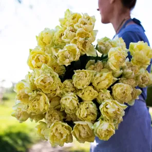 Тюльпан махровый ранний Верона