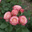 Роза спрей пионовидная Ай Опенер № 1