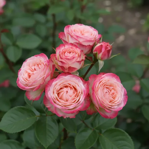 Роза спрей пионовидная Ай Опенер