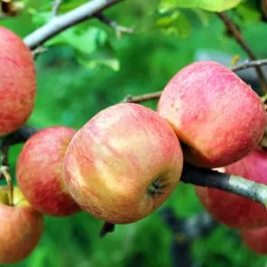 Яблоня для короткого лета Абориген