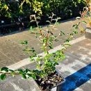 Кизильник гибридный Корал Бьюти № 3