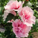 Гибискус сирийский Пинк Шифон № 2