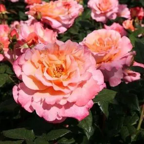 Роза чайно-гибридная Августа Луиза