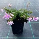 Флокс шиловидный Кэнди Страйпс № 3