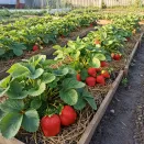 Сверхвыгода! Комплект земляники "Собираем ведрами" из 3 сортов № 1