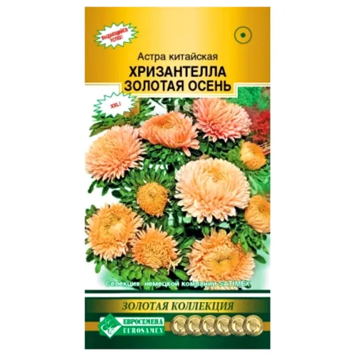 Астра китайская Хризантелла Золотая осень Евросемена