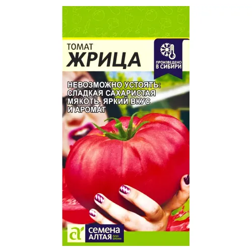 Томат Жрица Семена Алтая