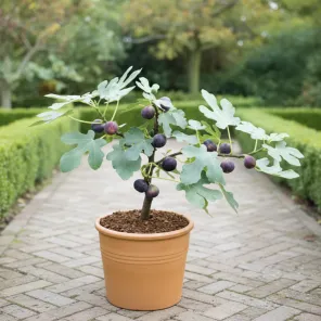 Инжир комнатный Литтл Мисс Фиги