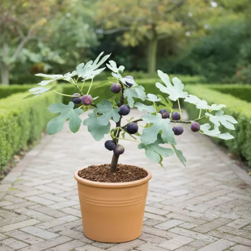 Инжир комнатный Литтл Мисс Фиги