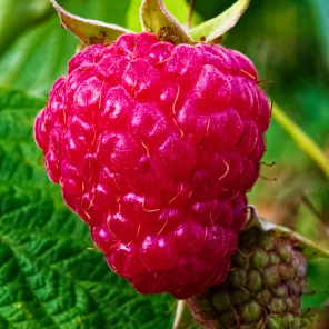 Малина ремонтантная с огромной ягодой Вайолет