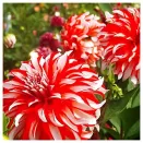 Георгина декоративная Санта Клаус № 2