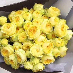 Роза спрей Каталина