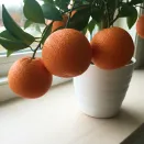 Апельсин комнатный без косточек Вашингтон Навел № 2