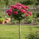 Роза штамбовая Леонардо да Винчи № 4