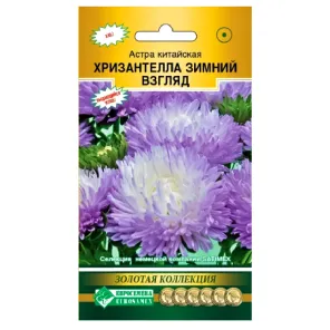 Астра китайская Хризантелла Зимний взгляд Евросемена