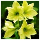 Амариллис (гиппеаструм) Лемон Лайм № 2