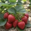 Земляника крупноплодная для бедных почв Сибилла, 5 саж. № 1
