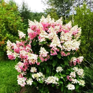 Гортензия метельчатая с уникальными соцветиями Конфетти