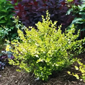 Береза карликовая Голден Треже