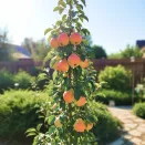 Груша колоновидная Огни Москвы № 1