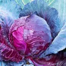 Капуста краснокочанная Марс МС Семена Алтая № 2