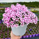 Флокс шиловидный Эпл Блоссом № 2