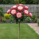 Роза штамбовая Дабл Делайт № 3