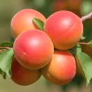 Абрикос Фаворит № 2