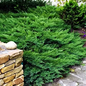 Можжевельник казацкий Тамарисцифолия