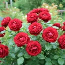 Роза канадская Хоуп фо Хьюманити № 1