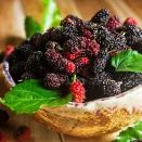 Шелковица морозостойкая самоплодная Владимирская № 1