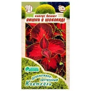 Колеус Блюме Вишня в шоколаде Евросемена