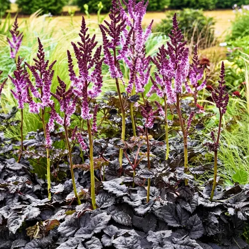 Астильба китайская Дарксайд оф зе Мун