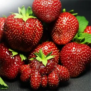 Земляника крупноплодная Блэк Свон (Черный лебедь), 5 саж.