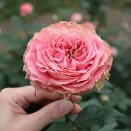 Роза чайно-гибридная Кантри Корал Герл № 2