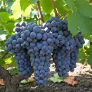 Виноград неукрывной со вкусом груши Юкка № 2