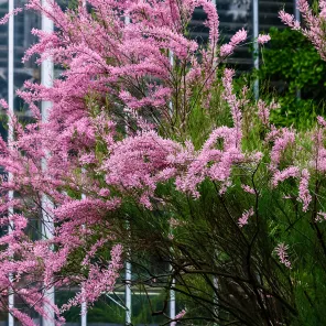 Тамарикс ветвистый морозостойкий Рубра