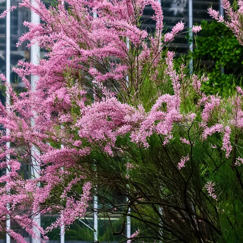 Тамарикс ветвистый морозостойкий Рубра