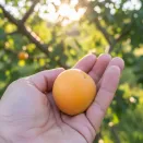 Абрикос незамерзающий Баргузин № 3