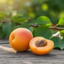 Абрикос болезнеустойчивый Челябинский ранний № 2
